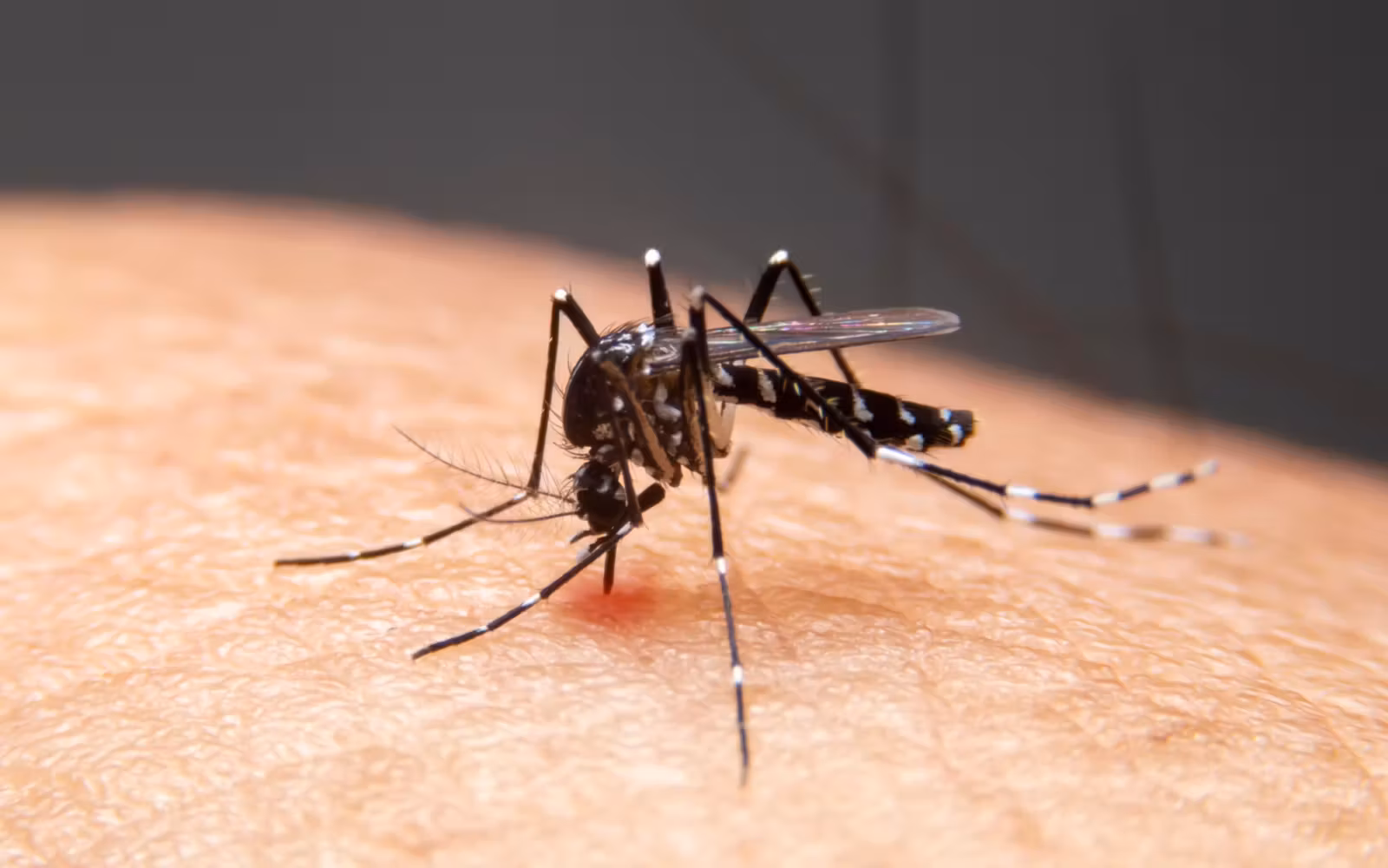 E a DENGUE continua a preocupar!